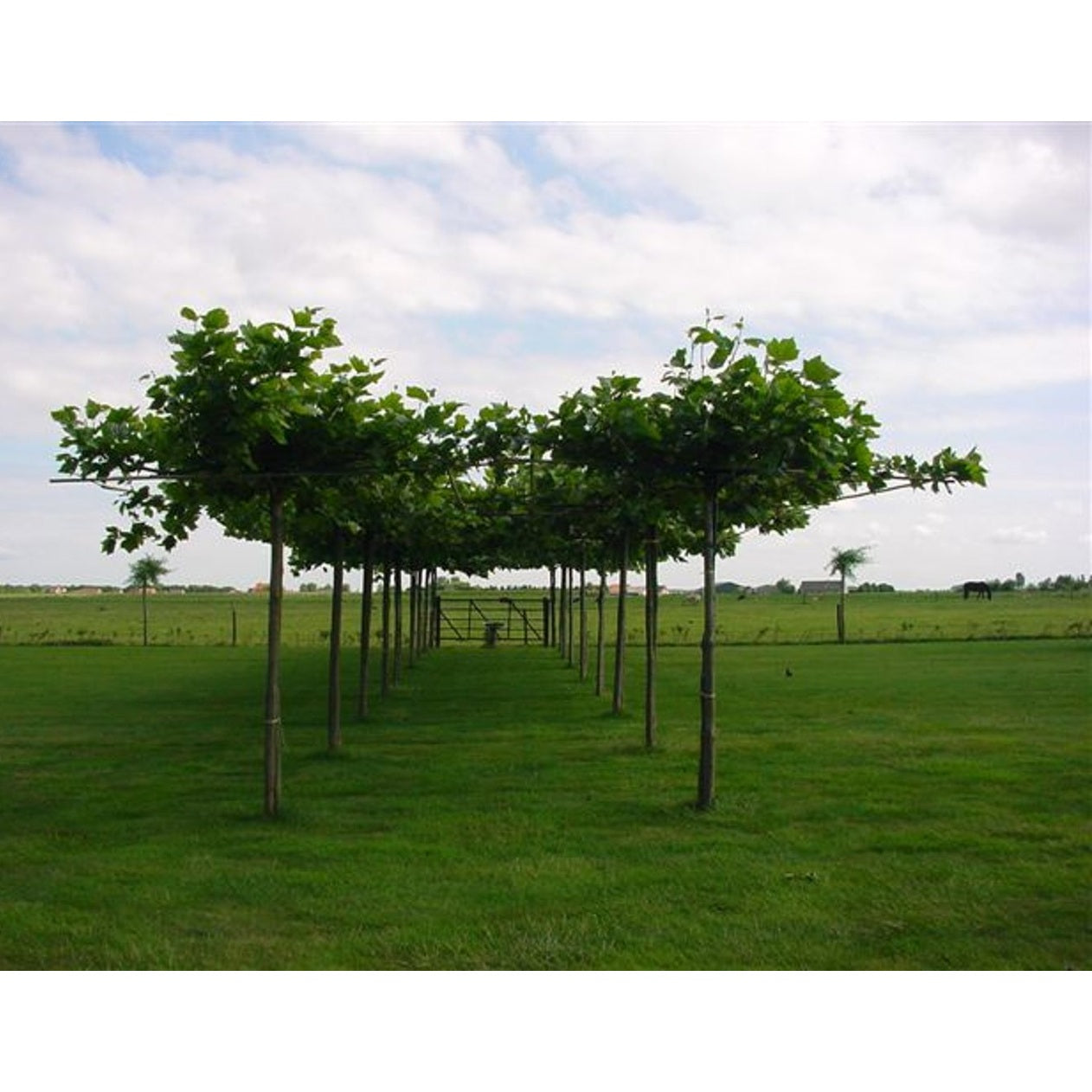 Sykomorlönn – Platanus acerifolia (= Platanus hispanica); - C70 14/16 200 CM Stem Roof shape